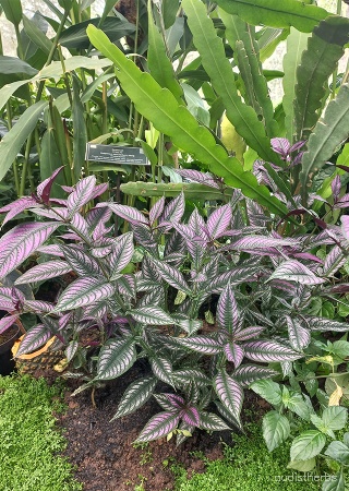 Perilepta auriculata fullplant2.jpg